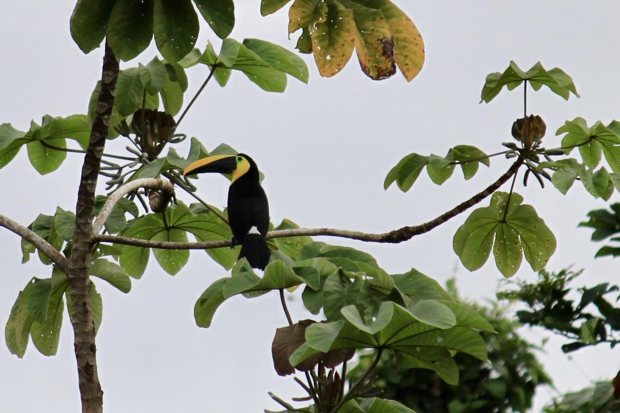 Jardin Botanico Del Pacifico Y Mecana Ecohotel 巴亚索拉诺 外观 照片