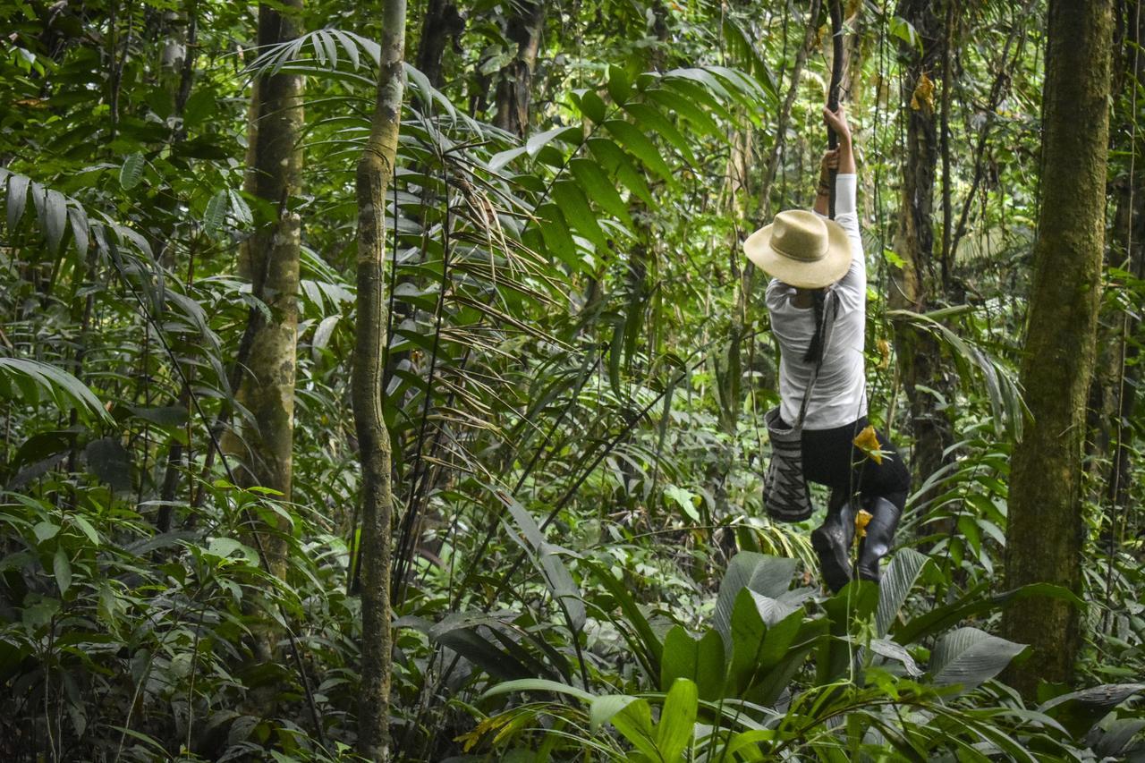 Jardin Botanico Del Pacifico Y Mecana Ecohotel 巴亚索拉诺 外观 照片